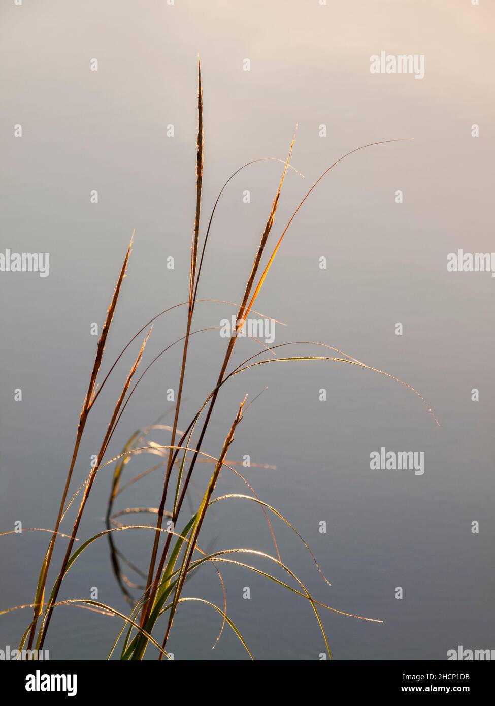 USA, Massachusetts, Cape Cod, Chatham, mit Tau bedecktes Schilf bei Sonnenaufgang Stockfoto