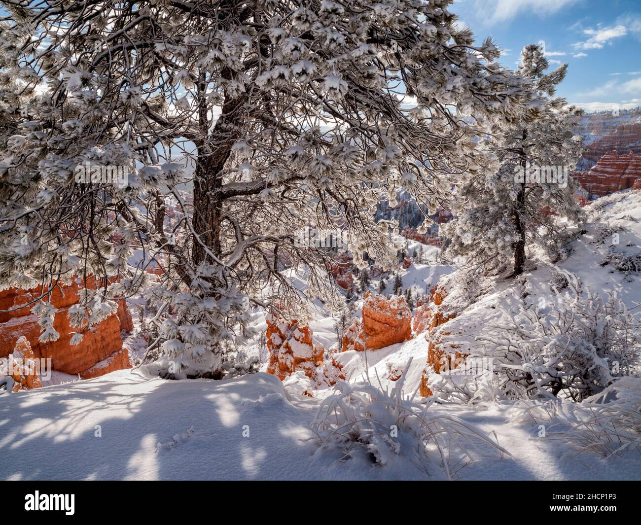 USA, Utah, Bryce Canyon National Park, Wintermorgen in der Nähe von Sunrise Point nach frischem Schneefall Stockfoto