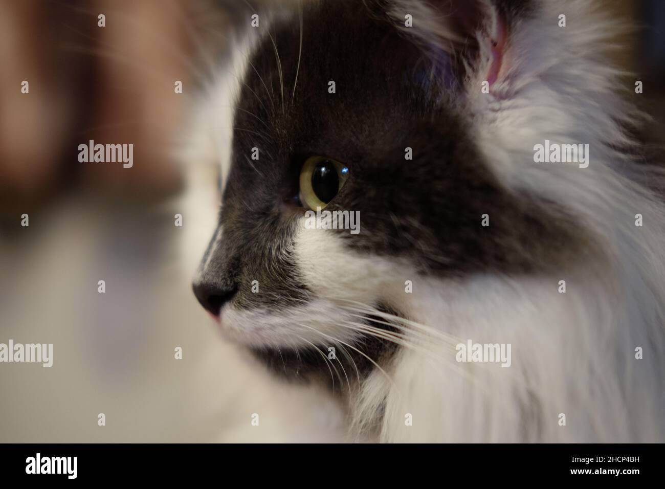 Niedliche graue und weiße Katze Stockfoto