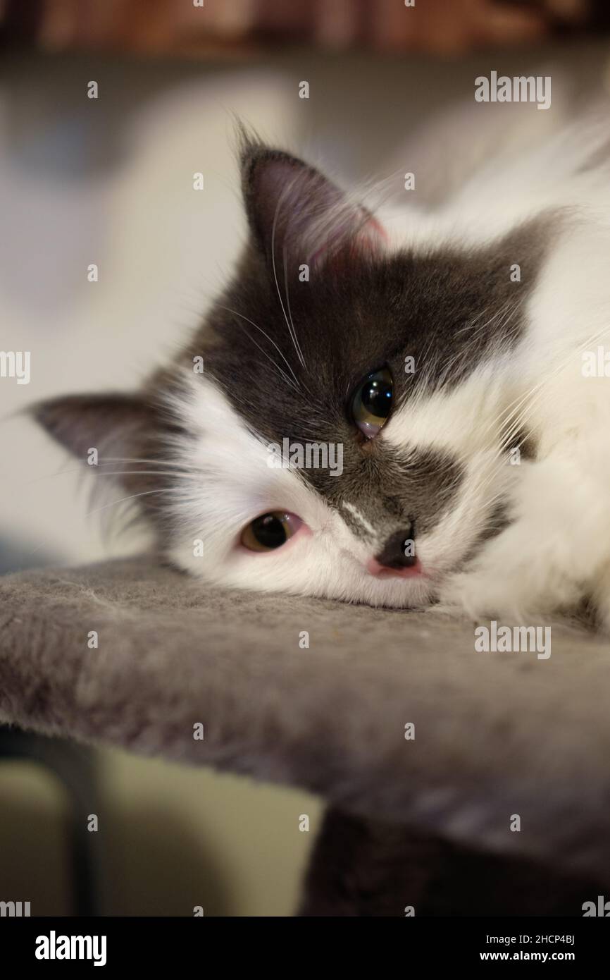 Niedliche graue und weiße Katze schläft auf einem Bett Stockfoto