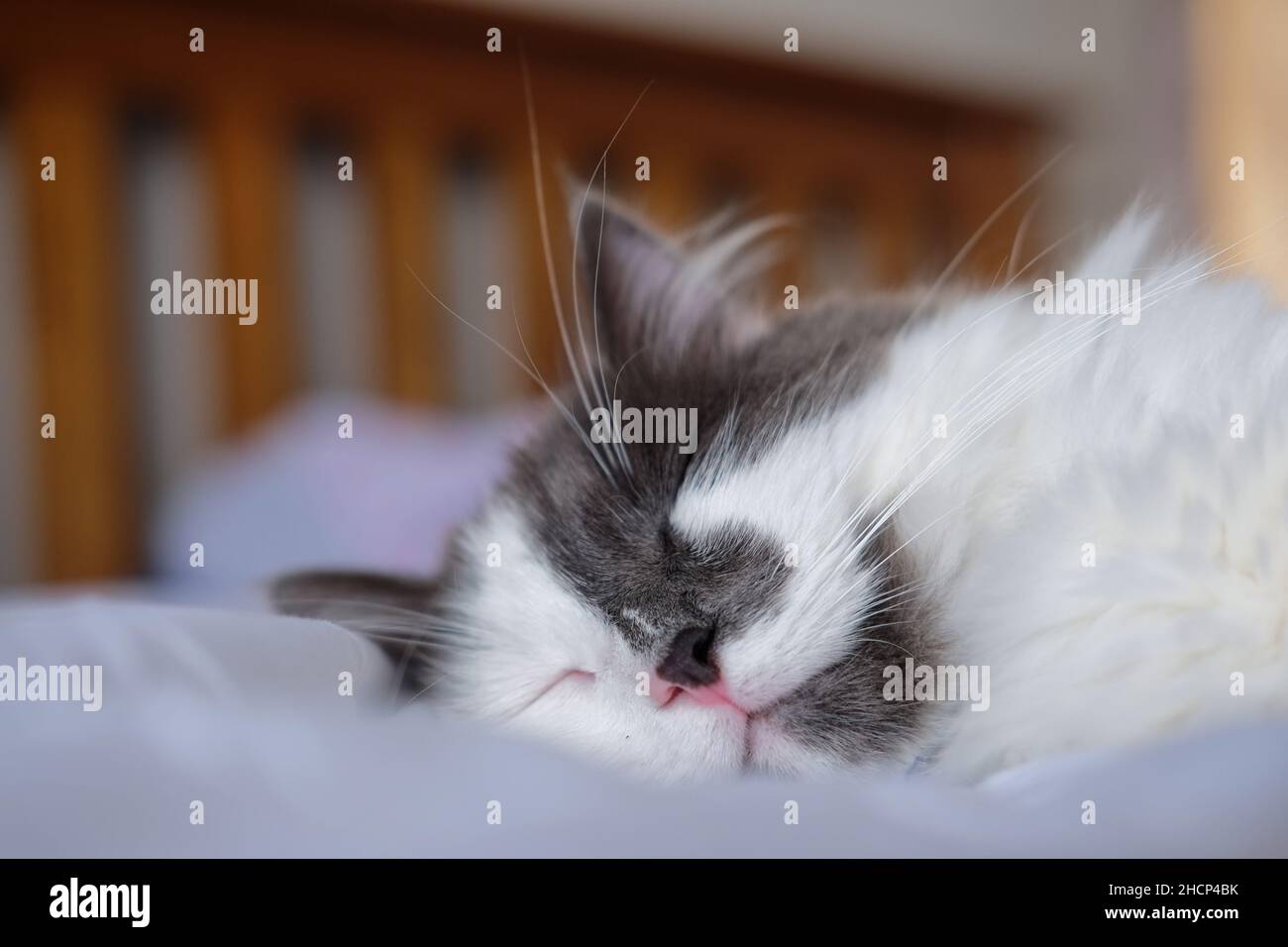 Niedliche graue und weiße Katze schläft auf einem Bett Stockfoto