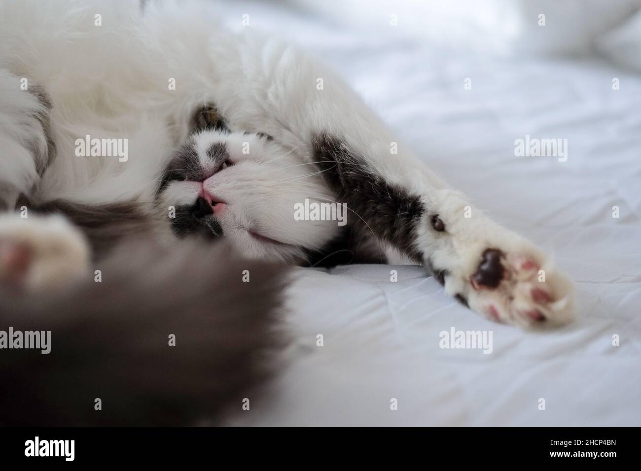 Niedliche graue und weiße Katze schläft auf einem Bett Stockfoto