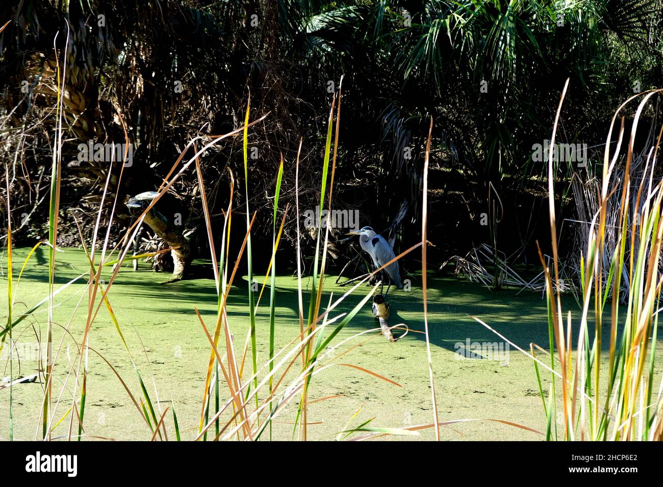 Pinckney Island National Wildlife Refuge in Hilton Head, South Carolina; ein großer Blaureiher (Ardea Herodias) auf einem Baumstumpf über dem grünen Sumpf. Stockfoto