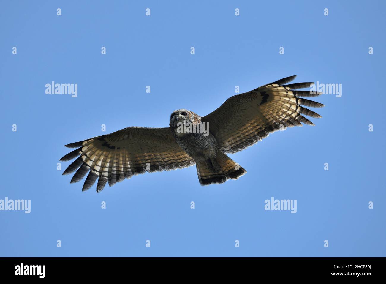 Gefleckte Waldkauze im Flug, Strix ocellata, pune, Maharashtra, Indien Stockfoto