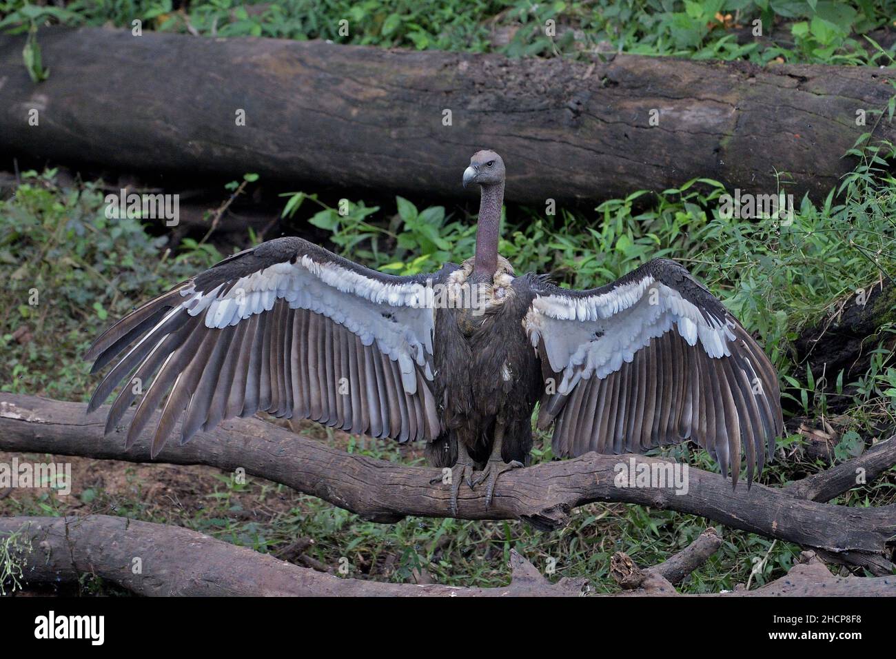 Weißrumpf-Geier, Gyps bengalensis, Kabini, Karnataka, Indien Stockfoto