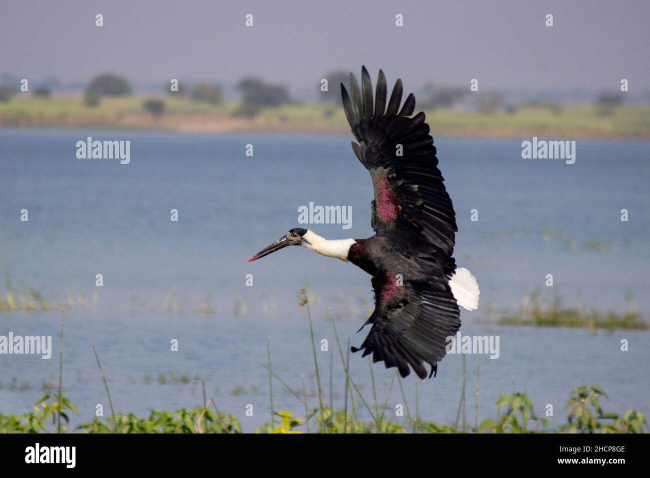 Weißhalsstorch oder Weißhalsstorch, Ciconia episcopus, Pune, Maharashtra, indien Stockfoto