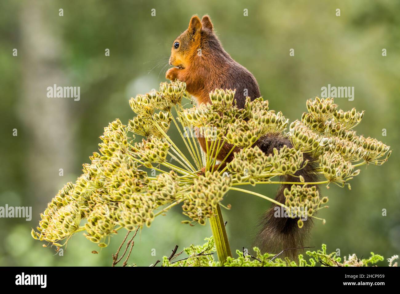 Eichhörnchen steht in einer Pflanze Stockfoto