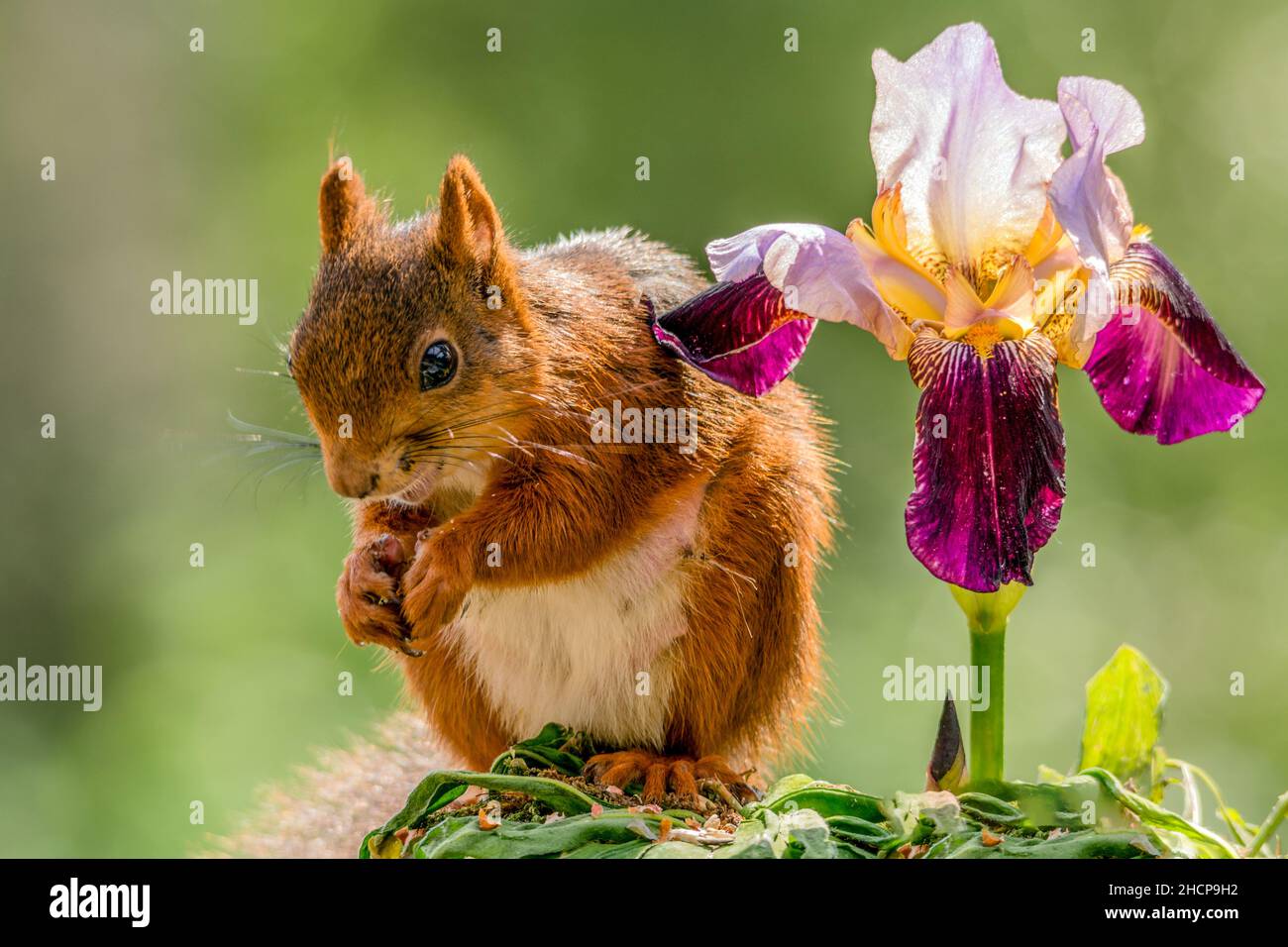 Weibliches Eichhörnchen mit der Blume Iris germanica Stockfoto