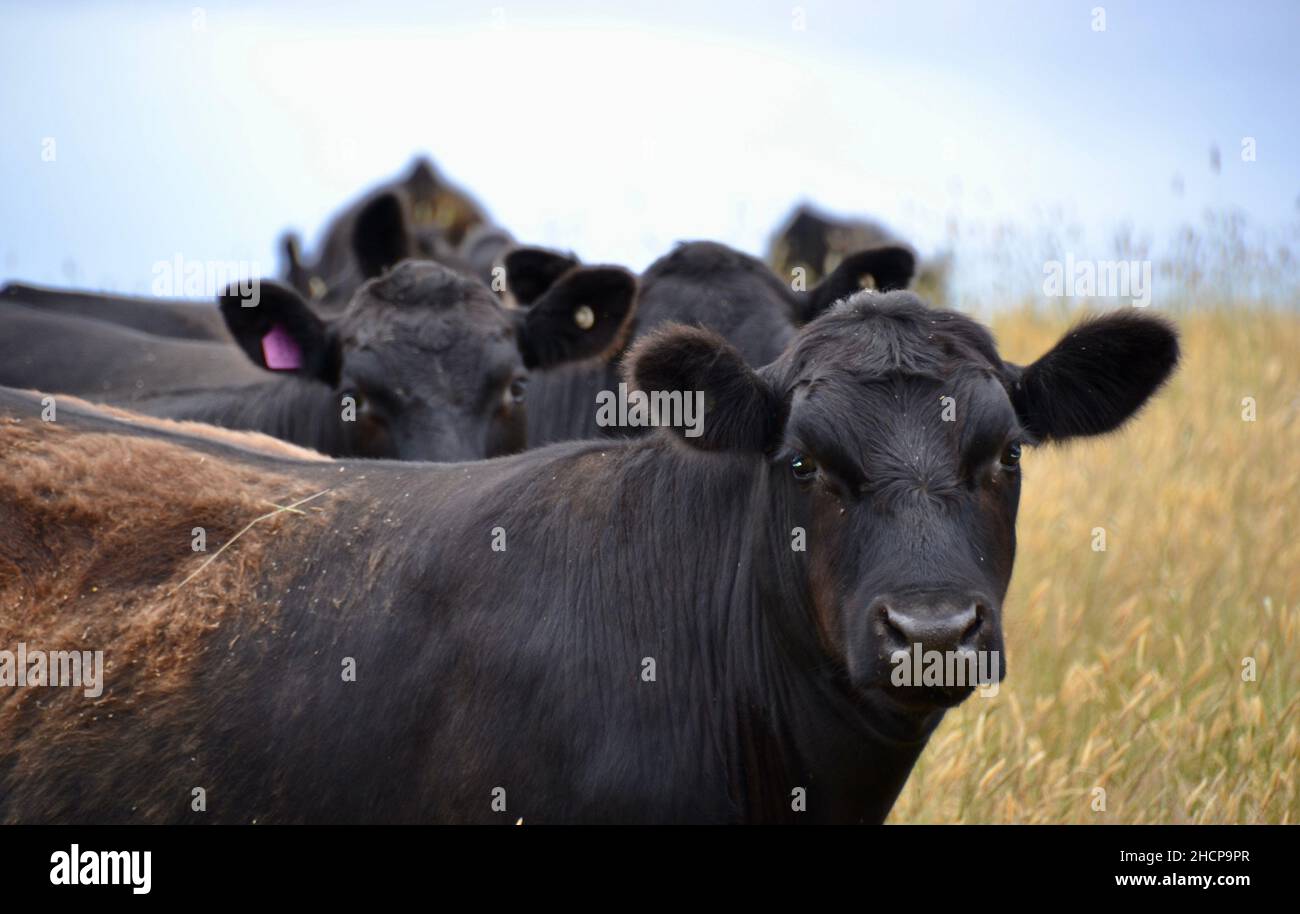 Schwarze Angus Rinder Hautnah Stockfotos und -bilder Kaufen - Alamy
