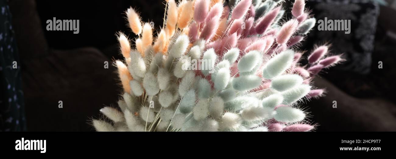 In weiblicher Hand, mehrfarbige Blumen Hasen Schwänze Nahaufnahme Stockfoto