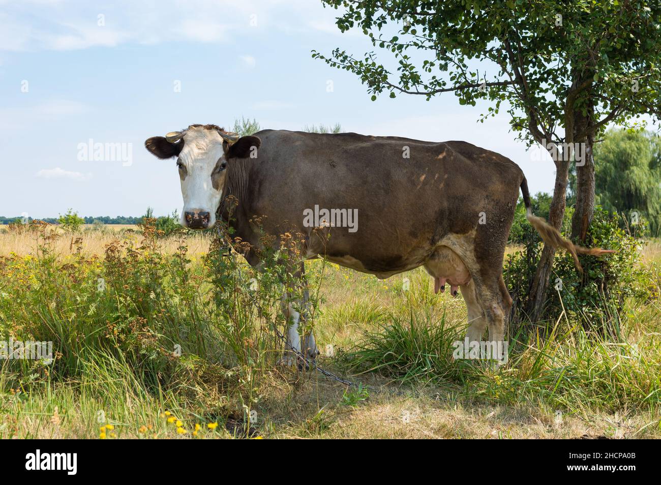 Ganzkörperportrait einer niedlichen und einsamen jungen Kuh, die in der Nähe des Birnenbaums auf einer Sommerweide in der Ukraine angekettet steht Stockfoto