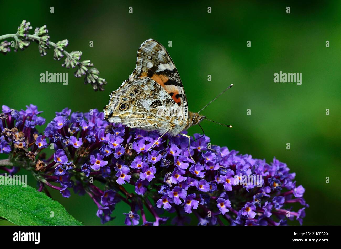 Distelfalter Schmetterling Stockfoto