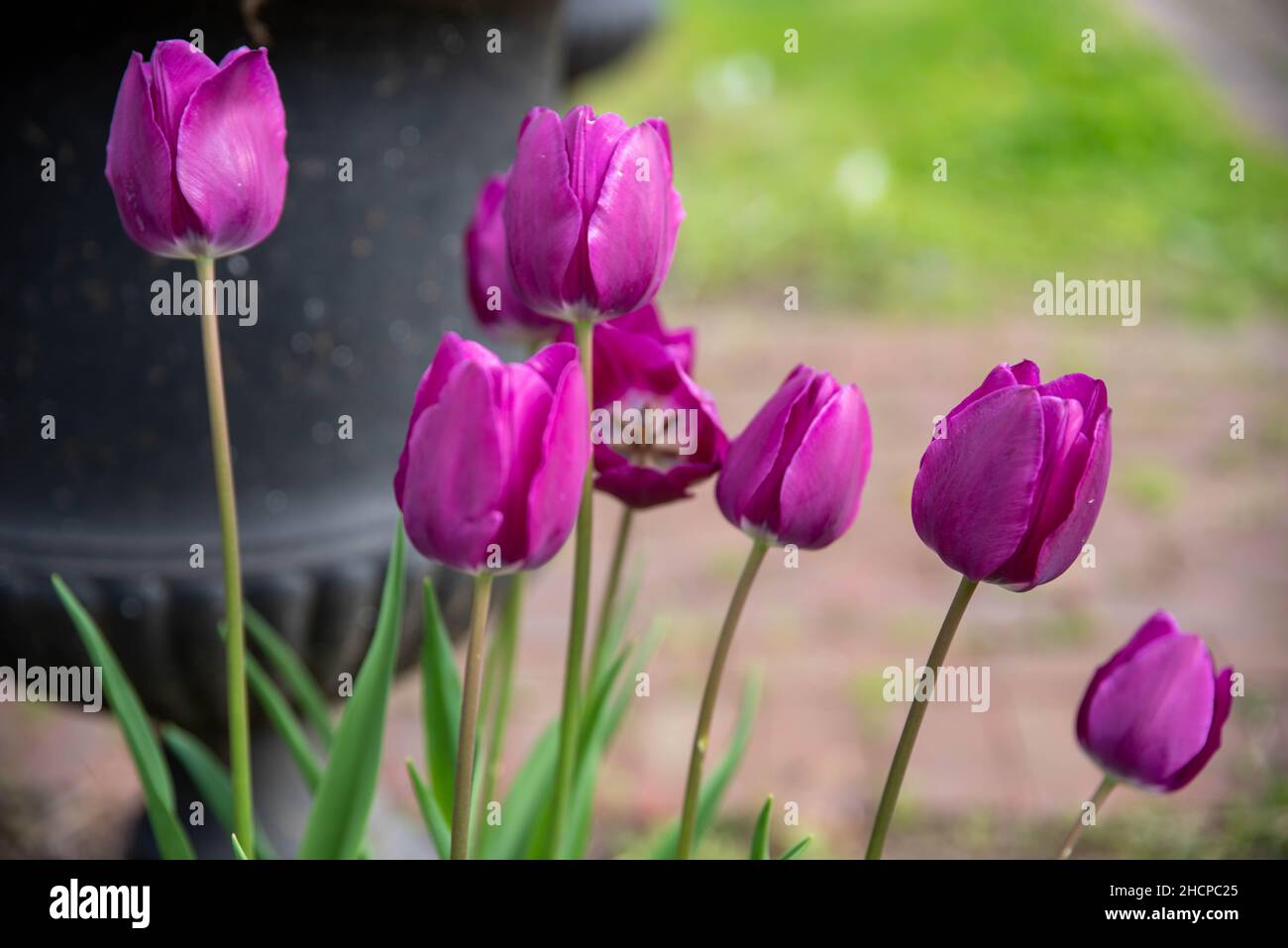 Seitenansicht von magentafarbenen Tulpen und langen Stielen durch Friedhofskurne Stockfoto