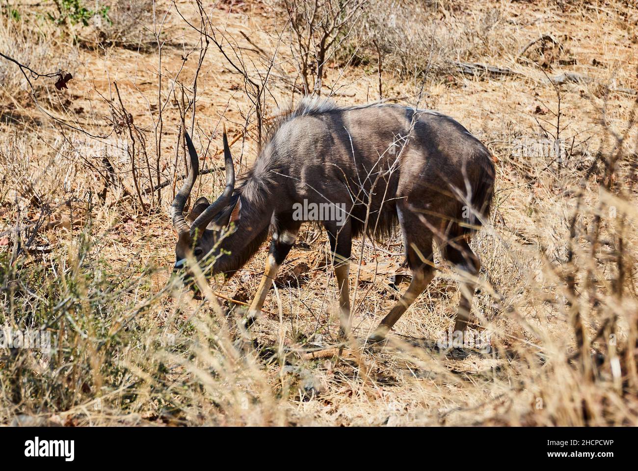 Der starke und stolze Nyala-Bulle, Tragelaphus angasii, ist eine spiralförmige gehörnte Antilope aus dem südlichen Afrika, die in der Landschaft des afrikanischen Buschs herumläuft Stockfoto