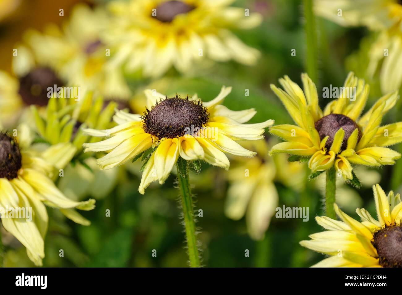 Rudbeckia „Enchanted Glow“, Susan „Enchanted Glow“ mit schwarzen Augen, Koneflower „Enchanted Glow“. Halbdoppelte Blüten Stockfoto