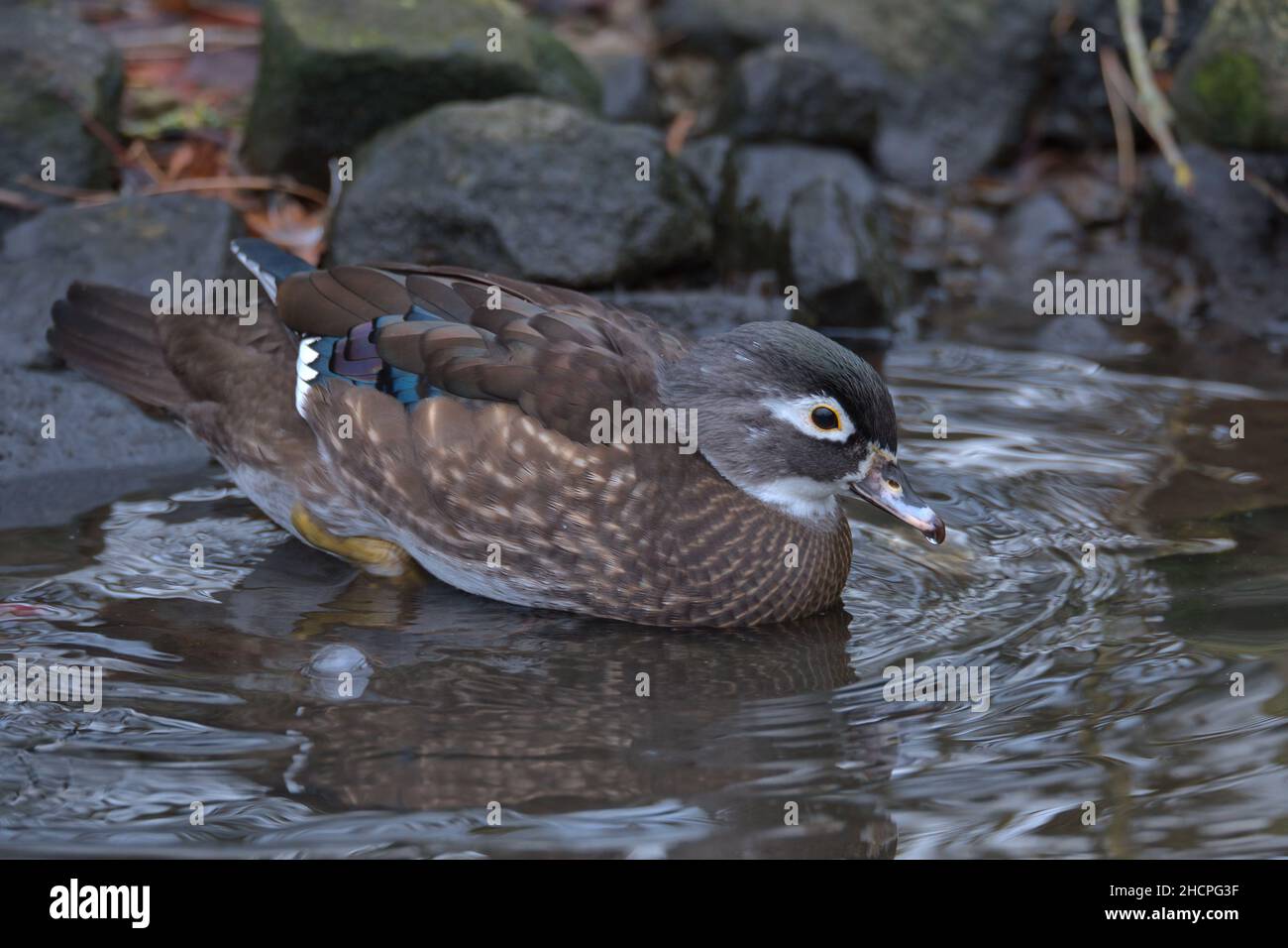 Weibliche Carolina-Ente oder Holzente. Stockfoto