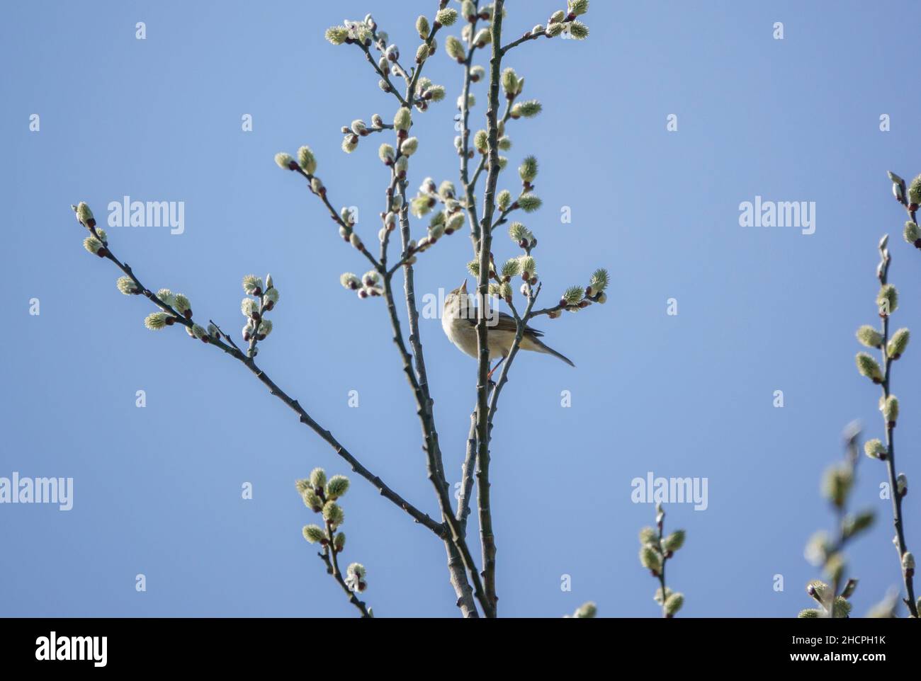 Weidenwaldsänger (Phylloscopus trochilus), der in einem Platanenbaum (Acer pseudoplatanus) ernährt Stockfoto