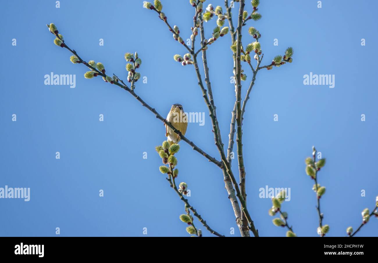 Weidenwaldsänger (Phylloscopus trochilus), der in einem Platanenbaum (Acer pseudoplatanus) ernährt Stockfoto
