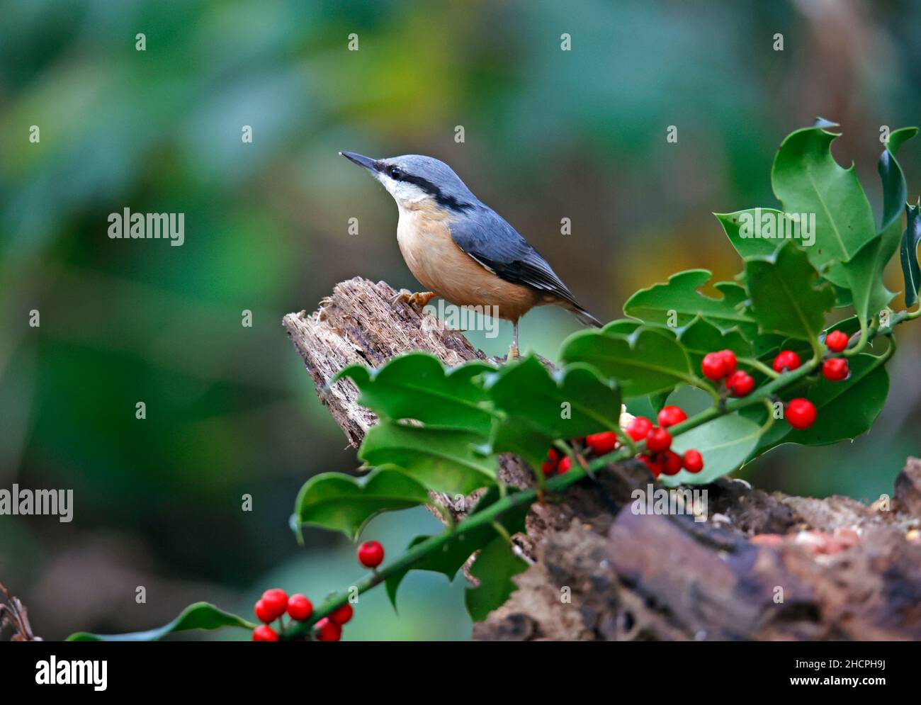 Eurasischer Nuthatch sammelt Nüsse zum Zwischenspeichern Stockfoto