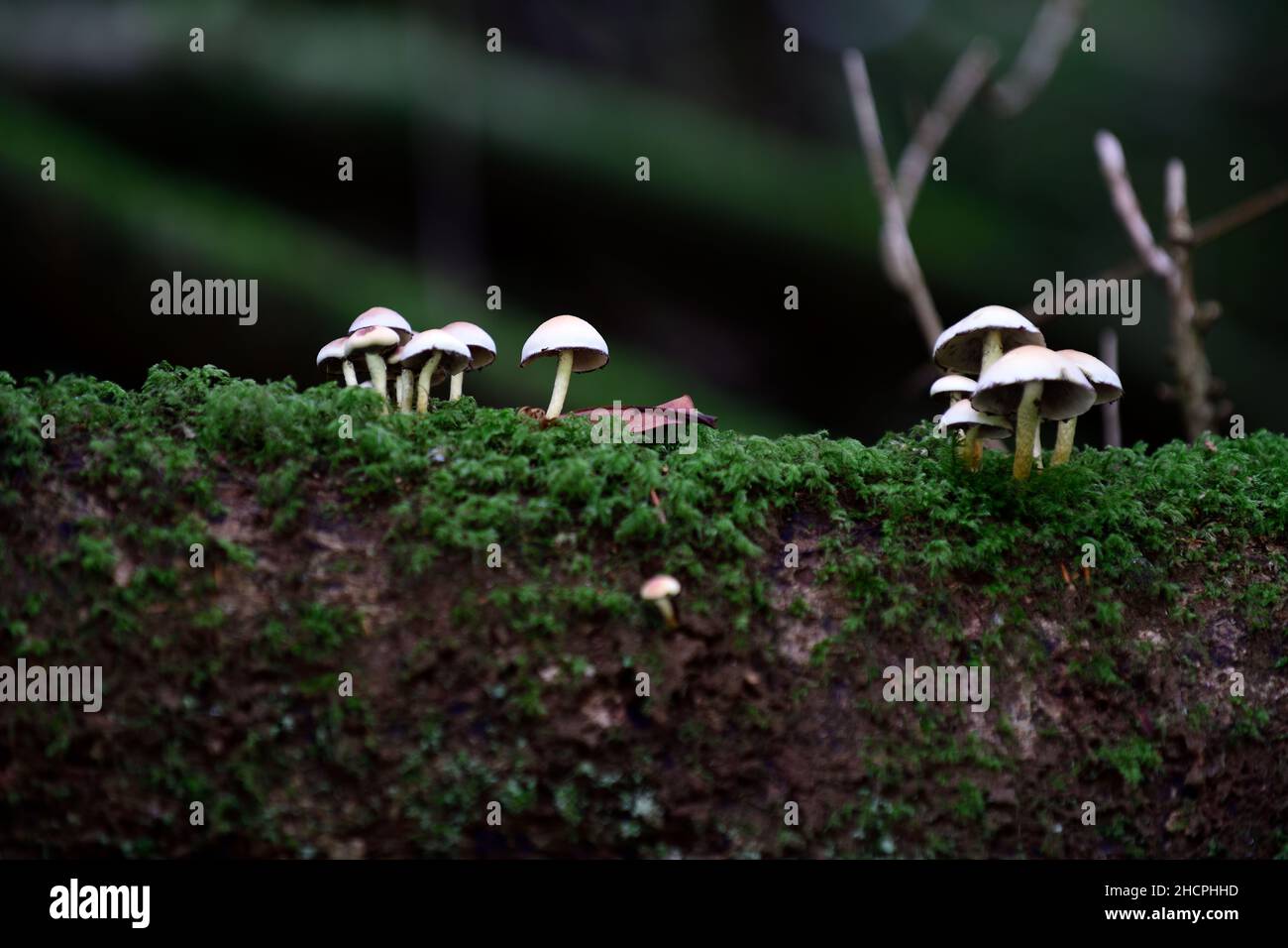 Pilze auf einem Baumstamm, Toadstools auf einem Baumstamm, Pilze wachsen auf Baumstumpf, Fäule, Verfall, Krankheit, Pilzproblem, Pilzbaumproblem, Gartenprobel Stockfoto