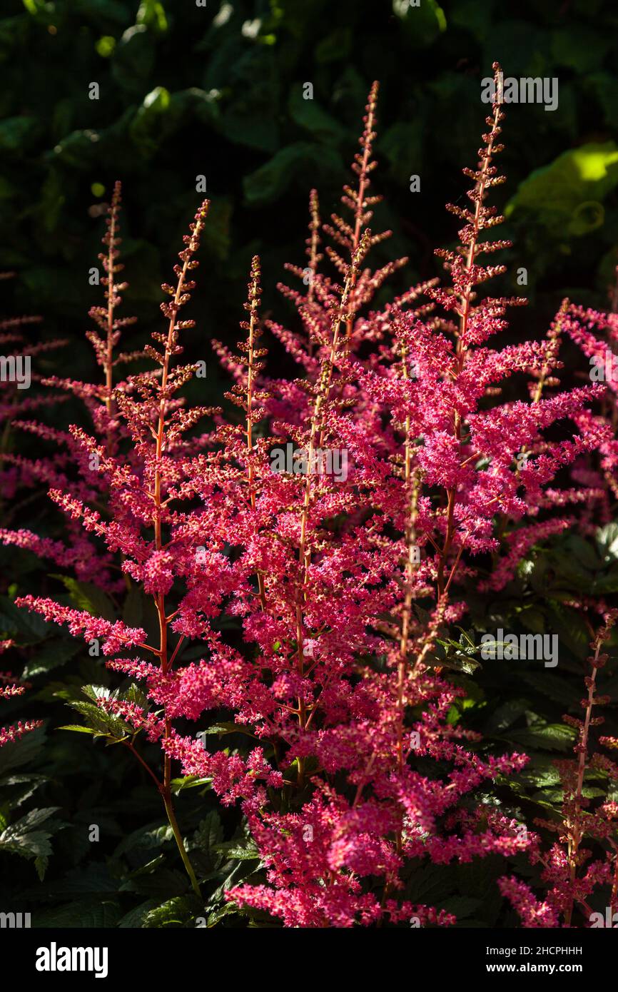 Pink Astilbe wächst in einem schottischen Garten. Stockfoto