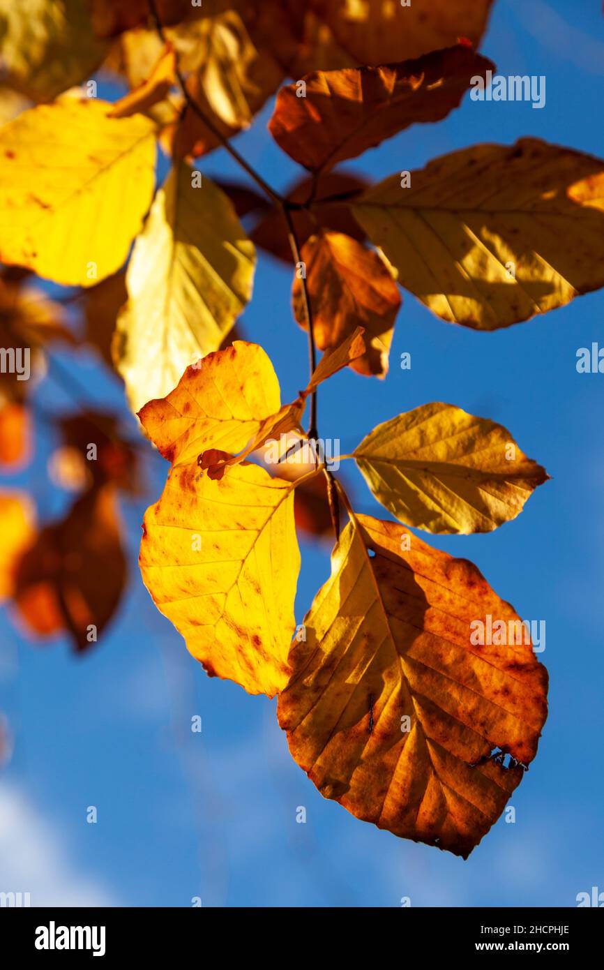 Hintergrundbeleuchtung Buche Blätter an einem sonnigen Tag. Stockfoto