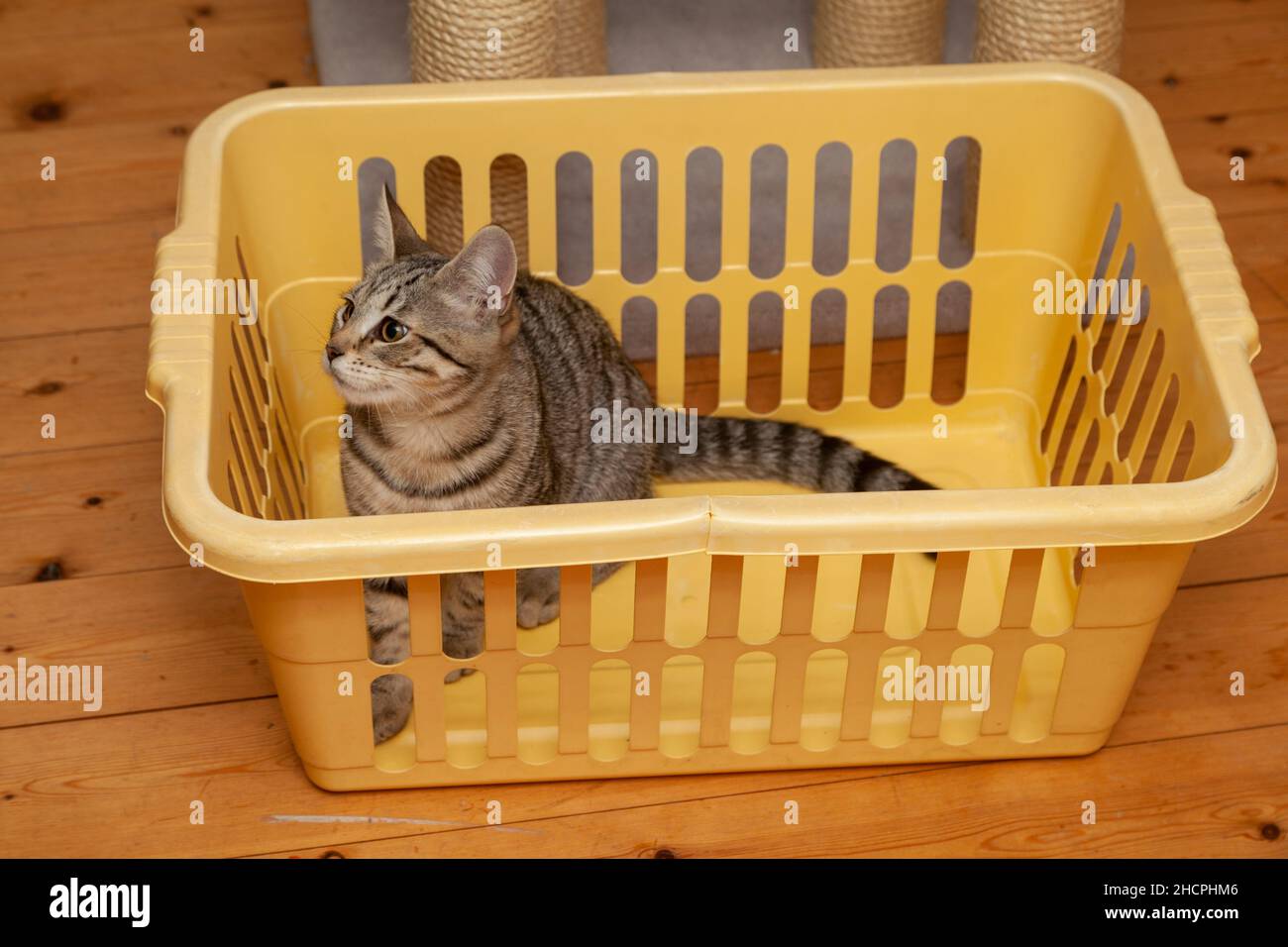 Tabby Katze sitzt in einem Wäschekorb Stockfoto