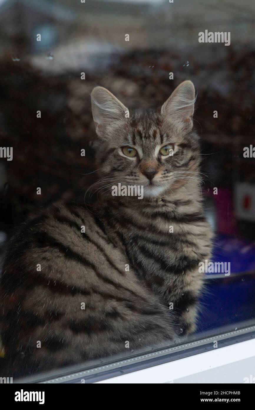 Portrait von Cat Blick durch Fenster Stockfoto