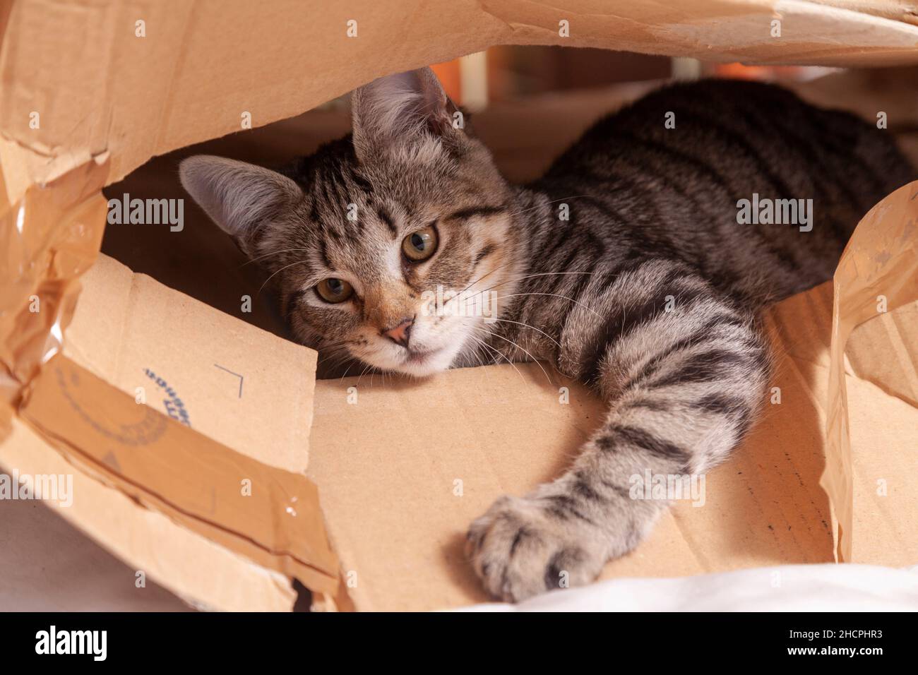Ein junges Kätzchen, das in einem Karton spielt Stockfoto