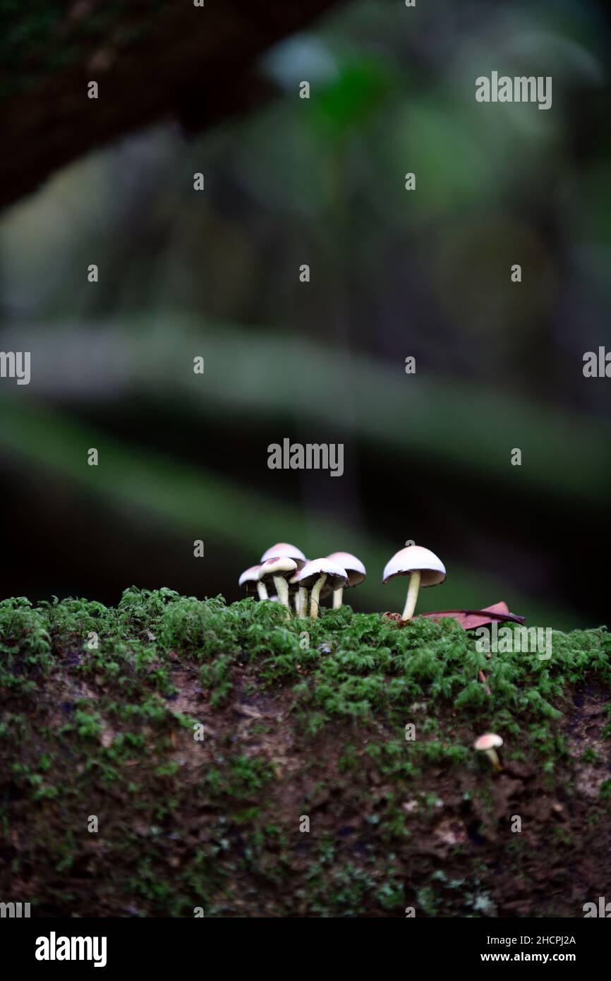 Pilze auf einem Baumstamm, Toadstools auf einem Baumstamm, Pilze wachsen auf Baumstumpf, Fäule, Verfall, Krankheit, Pilzproblem, Pilzbaumproblem, Gartenprobel Stockfoto