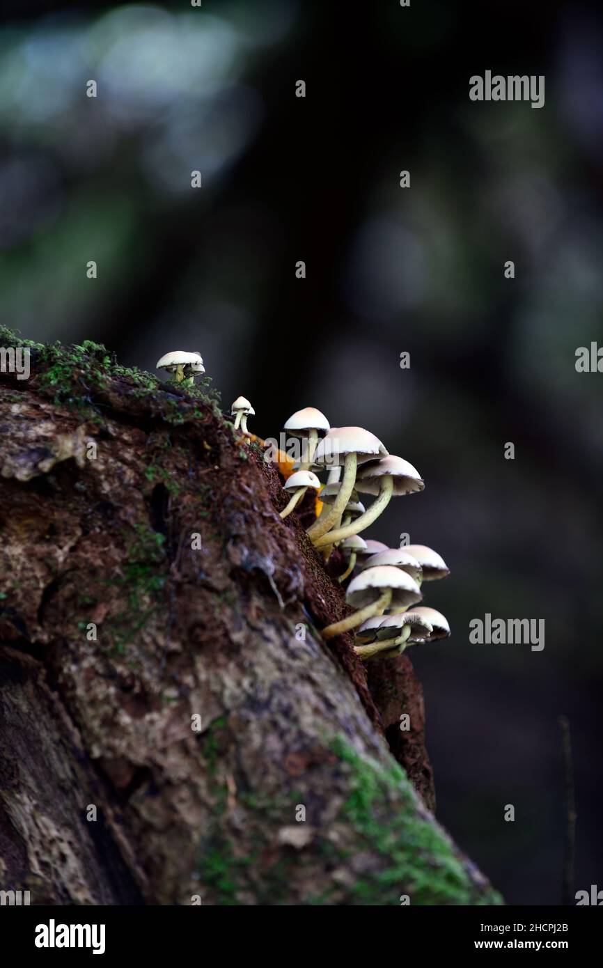 Pilze auf einem Baumstamm, Toadstools auf einem Baumstamm, Pilze wachsen auf Baumstumpf, Fäule, Verfall, Krankheit, Pilzproblem, Pilzbaumproblem, Gartenprobel Stockfoto