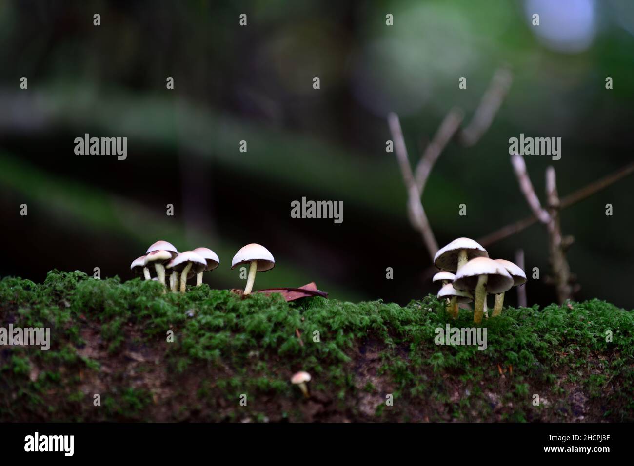 Pilze auf einem Baumstamm, Toadstools auf einem Baumstamm, Pilze wachsen auf Baumstumpf, Fäule, Verfall, Krankheit, Pilzproblem, Pilzbaumproblem, Gartenprobel Stockfoto