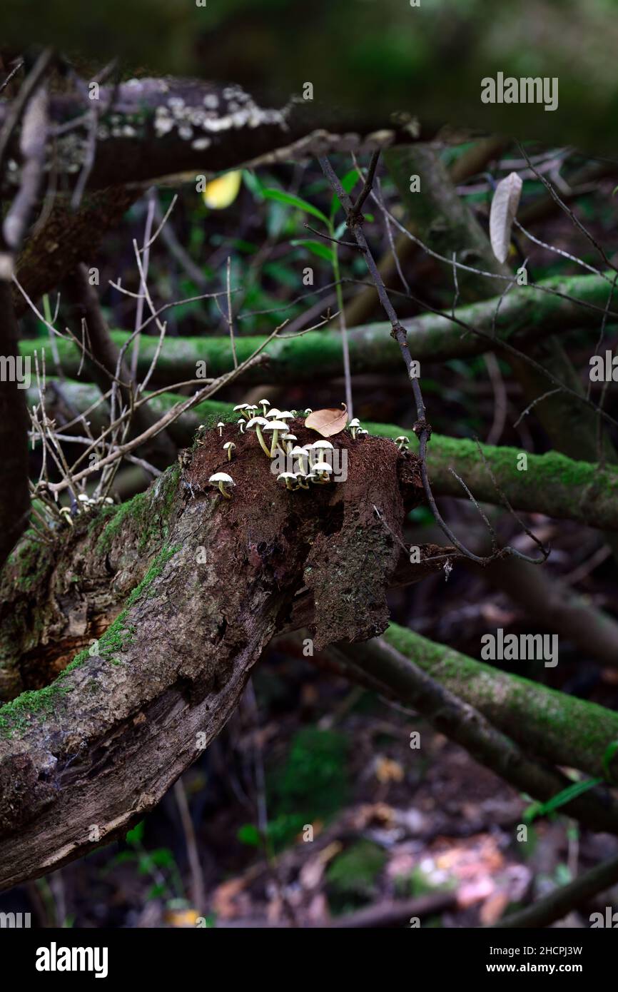 Pilze auf einem Baumstamm, Toadstools auf einem Baumstamm, Pilze wachsen auf Baumstumpf, Fäule, Verfall, Krankheit, Pilzproblem, Pilzbaumproblem, Gartenprobel Stockfoto