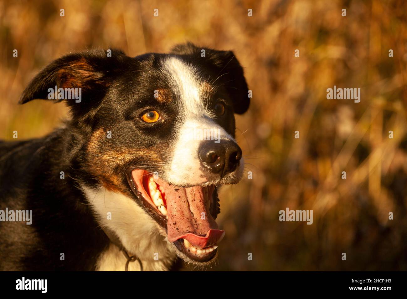 Ein Mischlingshund mit vielen Border Collie in ihm, der darauf wartet, dass ein Stock geworfen wird. Stockfoto