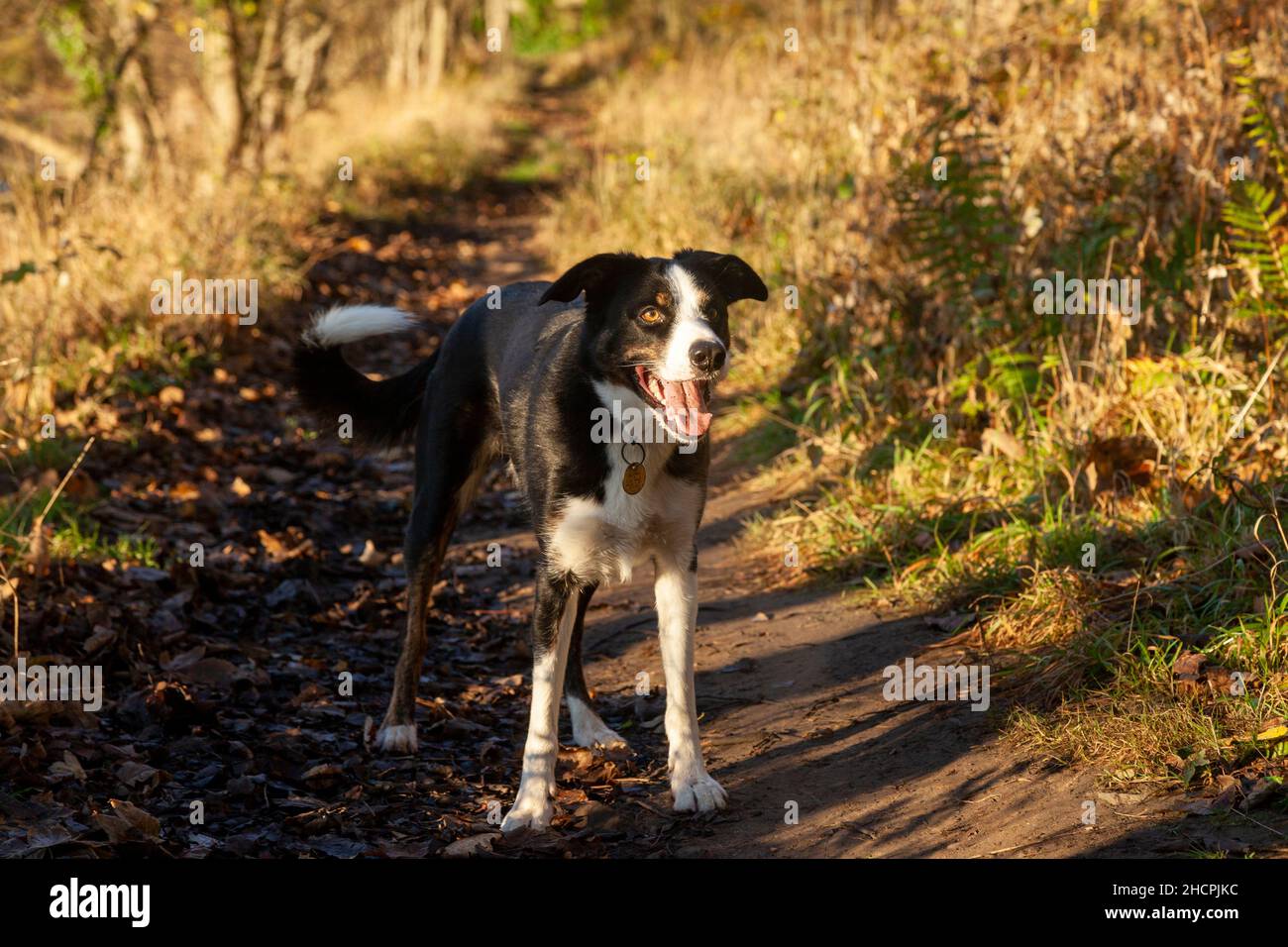 Ein Mischlingshund mit vielen Border Collie in ihm, der darauf wartet, dass ein Stock geworfen wird. Stockfoto