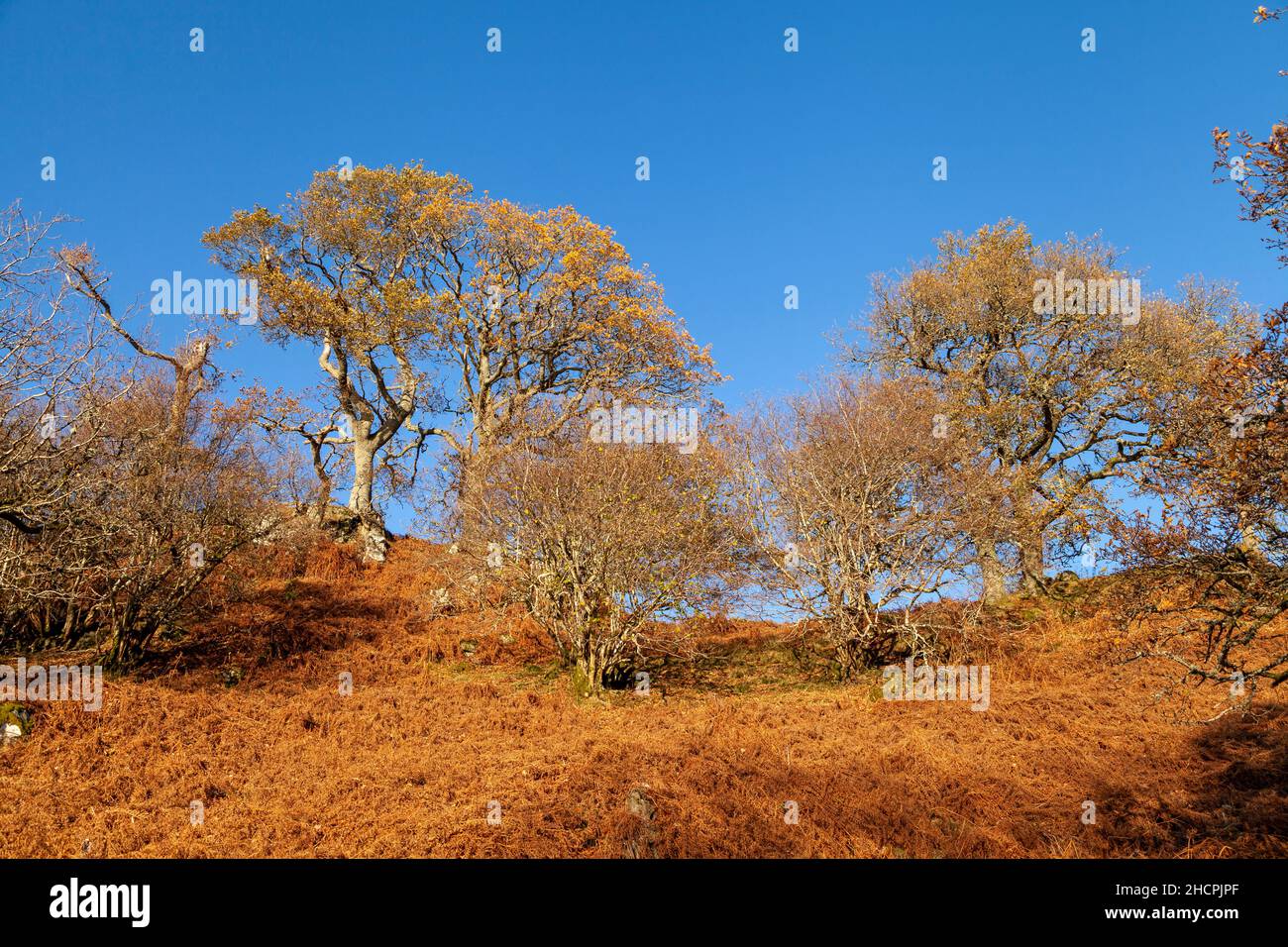 Eichen im Dezember in der Nähe von St. Fillans, Schottland Stockfoto