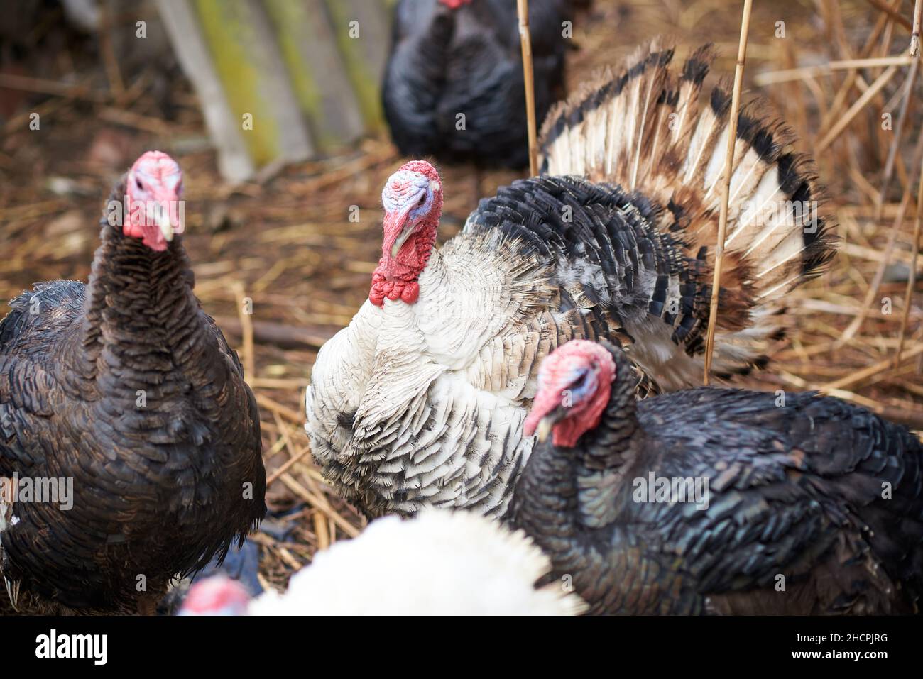 Eine Herde Truthähne, einer von ihnen spreizte seinen Schwanz Stockfoto