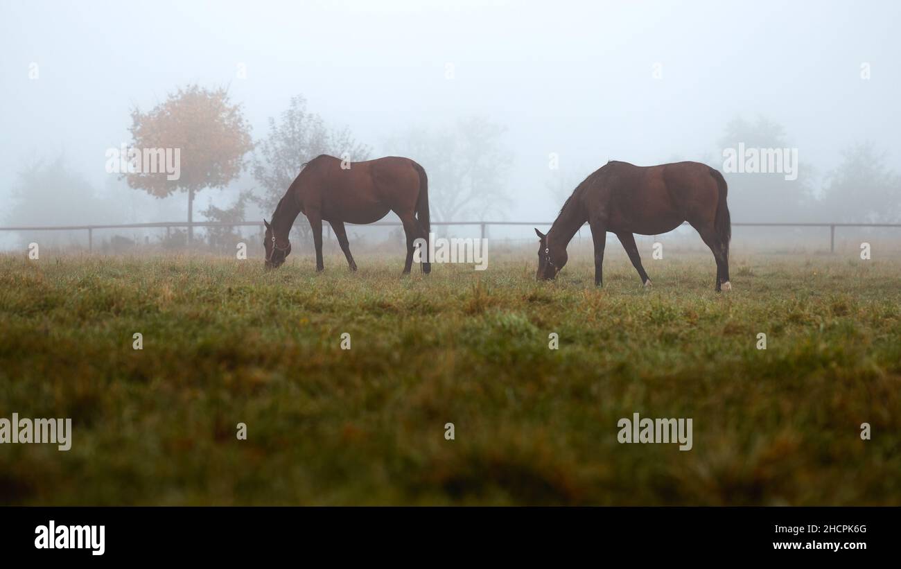 Weidende Pferde auf Weide im Nebel. Ruhige ländliche Szenerie mit Vollblutpferd am kalten Morgen Stockfoto