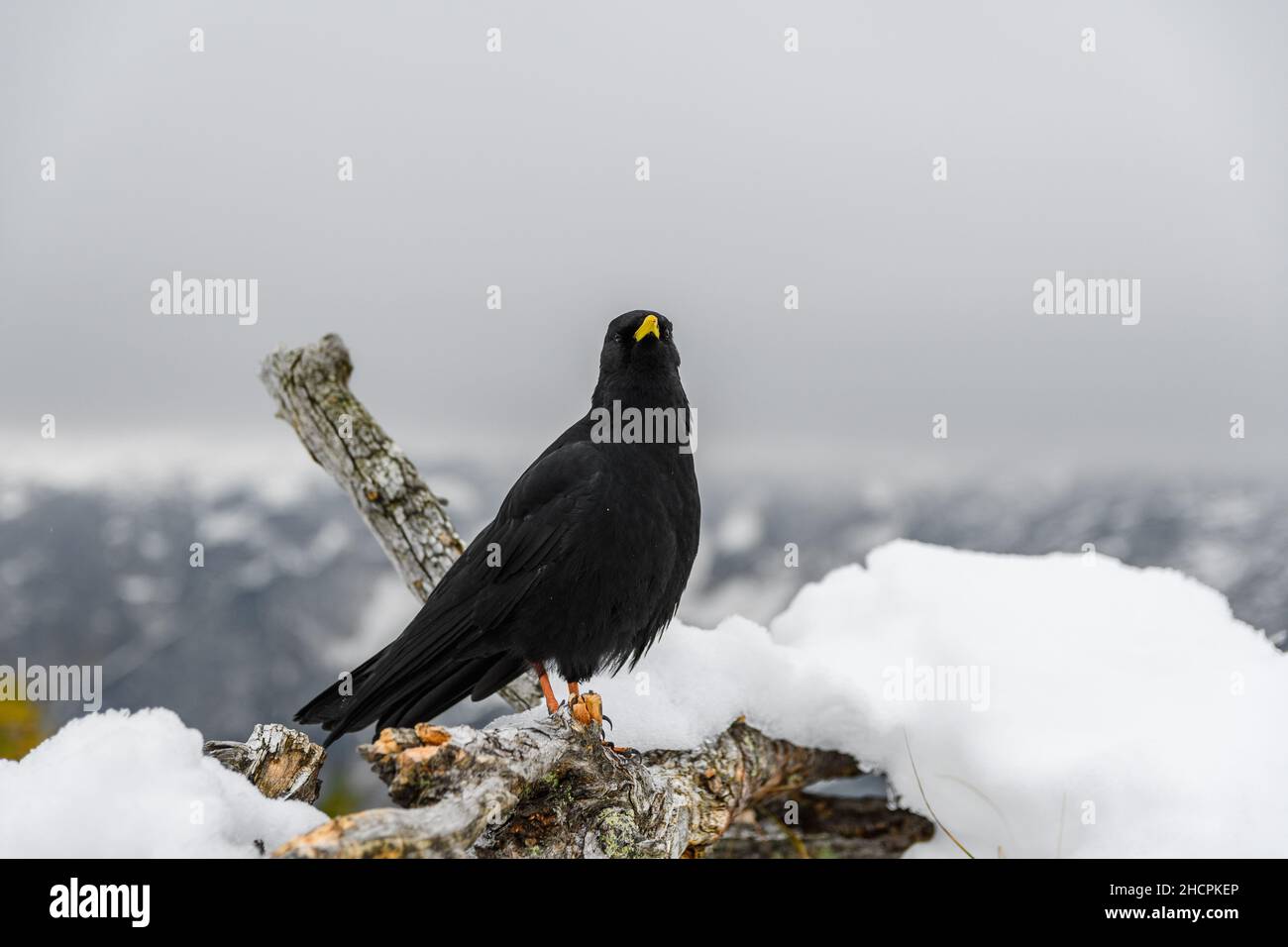 Schwarzer Vogel, Alpenhusten (Pyrrhocorax graculus) in verschneiten Landschaften in den Julischen Alpen, Slowenien Stockfoto