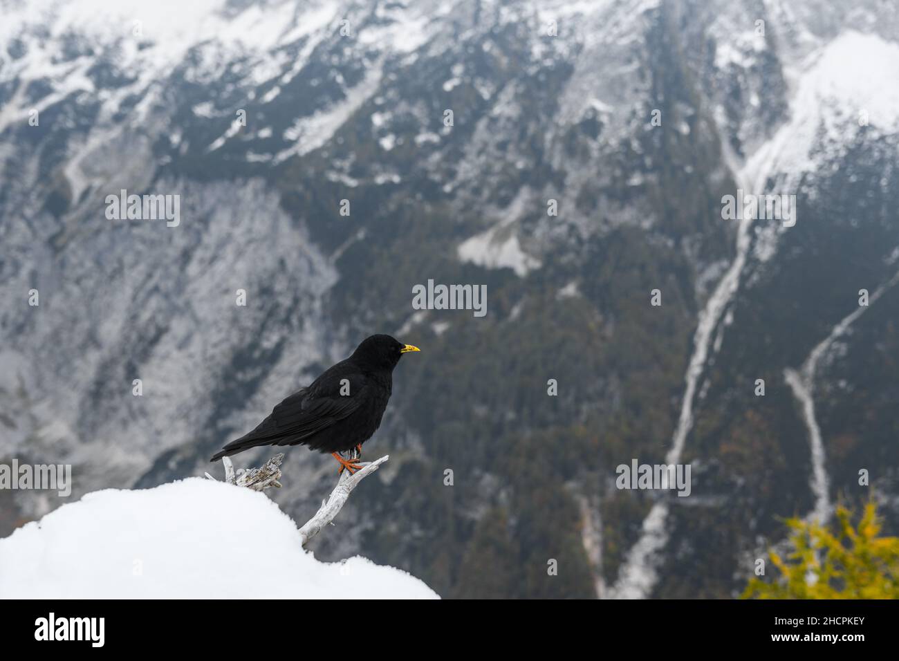 Schwarzer Vogel, ein Alpenküchlein (Pyrrhocorax graculus) an einem Ast in den verschneiten Julischen Alpen in Slowenien Stockfoto