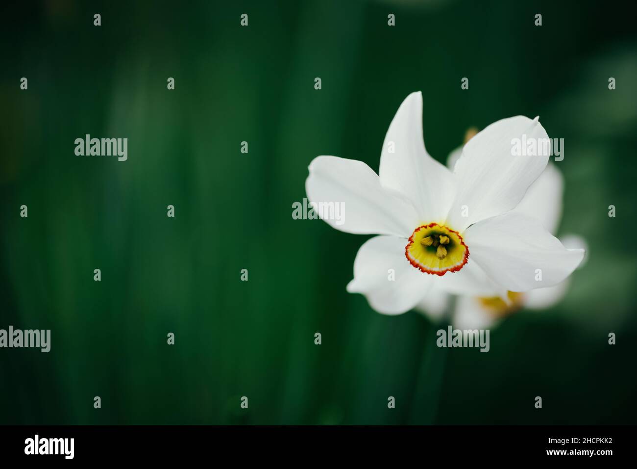 Details zur geringen Schärfentiefe (selektiver Fokus) mit einer weißen Narzissenblume (Narcissus) an einem sonnigen Frühlingstag. Stockfoto