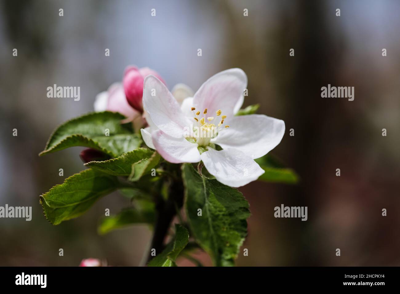 Geringe Schärfentiefe (selektiver Fokus) mit Apfelbaumblüten an einem sonnigen Frühlingstag. Stockfoto