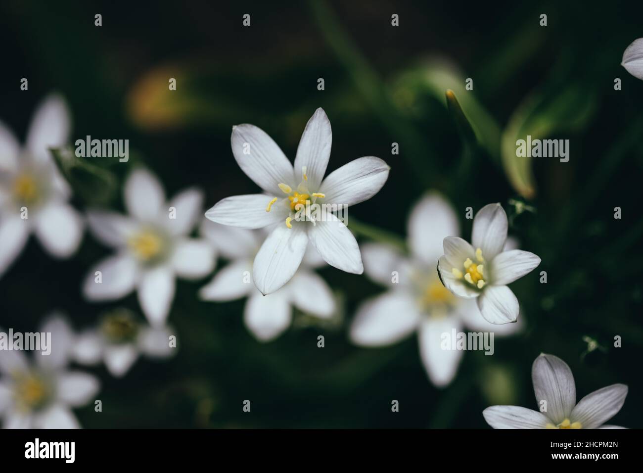 Geringe Schärfentiefe (selektiver Fokus) Details weiße Regenlilienblüten (Zaphyranthes candida, herbstliche zaphyr-Lilie, weiße Windblume). Stockfoto