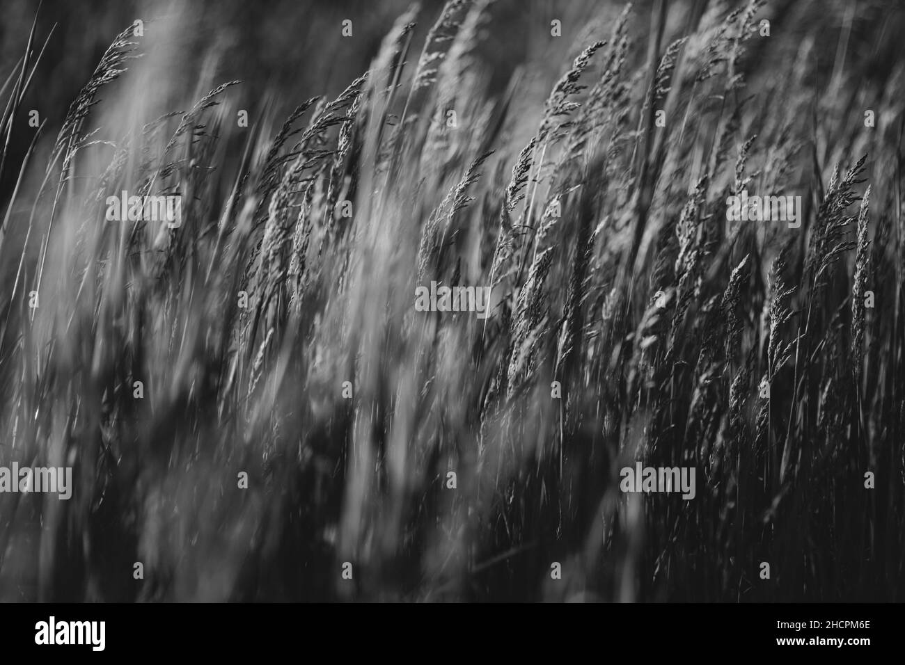 Artikeldetails mit grünem Gras bei starkem Wind im Abendlicht eines Frühlingstages. Stockfoto