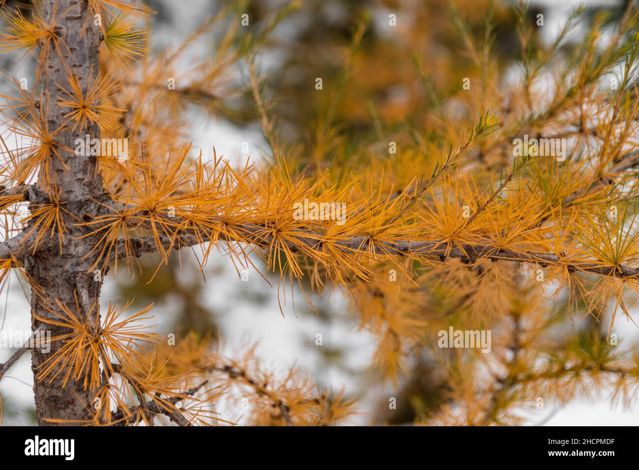Nahaufnahme von gelben Nadeln auf einer Lärche während des Wechsels zwischen Herbst und Winter in den Julischen Alpen Stockfoto