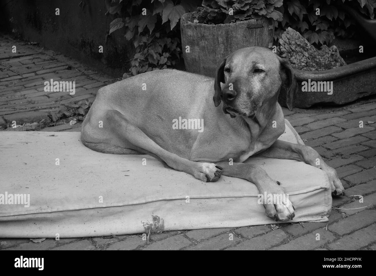 Graustufenaufnahme eines alten Hundes, der auf einem schmutzigen Kissen liegt - das Konzept der Traurigkeit Stockfoto