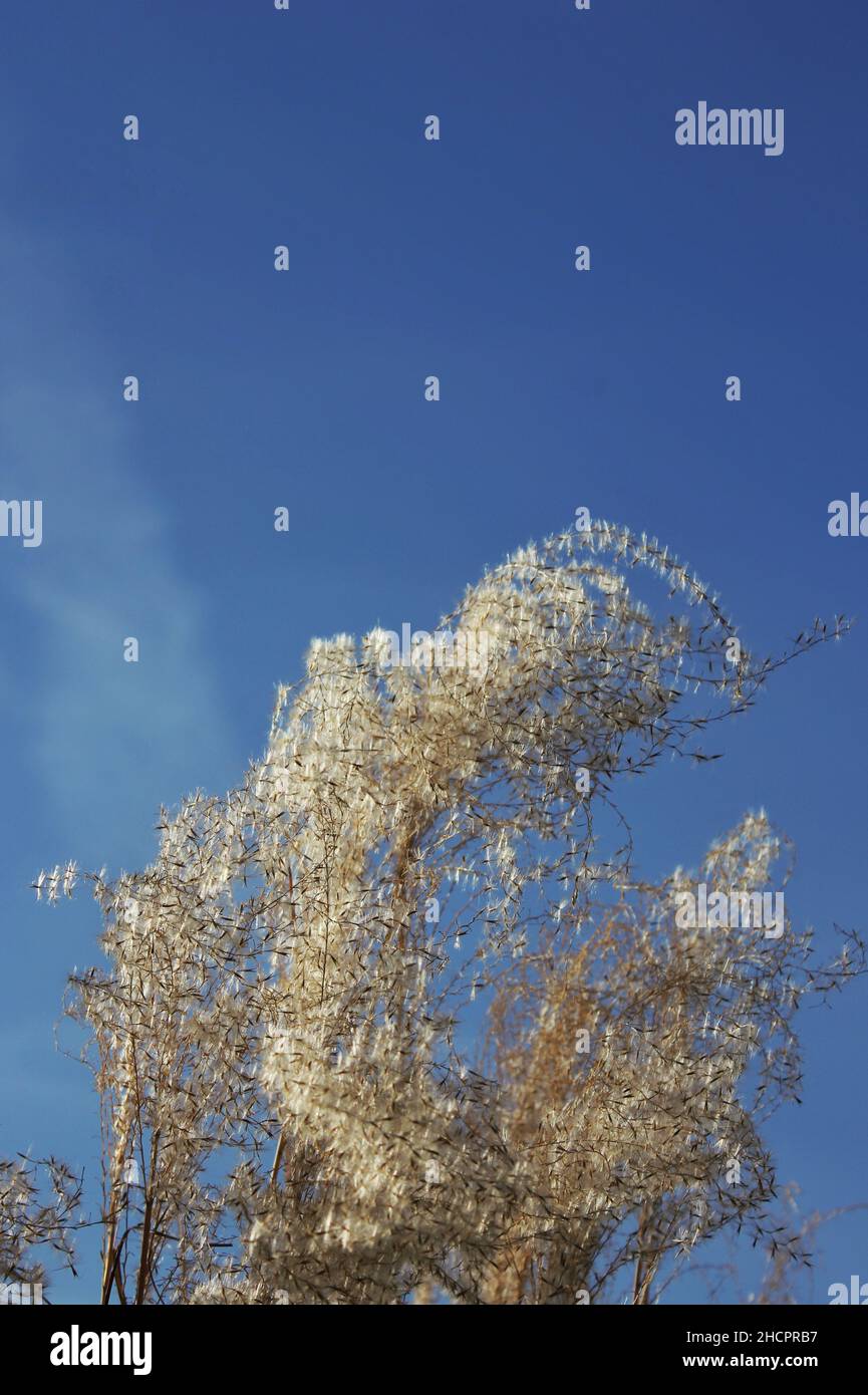 Trockene brüchige braune Wildblumen, die auf den Feldern unter einem klaren blauen Himmel wachsen. Stockfoto