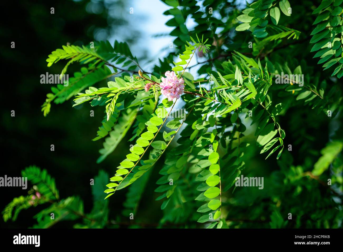 Rosa Blüten von Robinia pseudoacaccia allgemein als schwarze Heuschrecke bekannt, und grüne Blätter in einem Sommergarten, schöne Outdoor-Blumenhintergrund Photograp Stockfoto