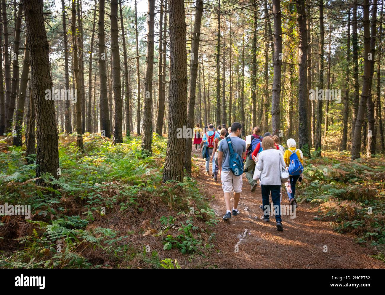 Eine Gruppe von Menschen geht den Hügel hinauf und redet im Belgrader Wald. Hintergrundbild. Istanbul.Türkei. Gruppenausflug in die Natur. Stockfoto