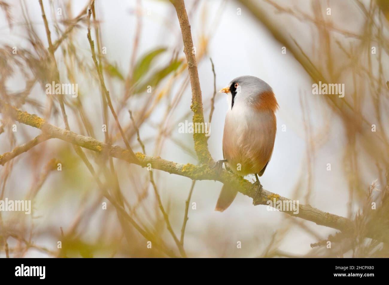 Bared Reedling, Hickling, Norfolk, Großbritannien Stockfoto